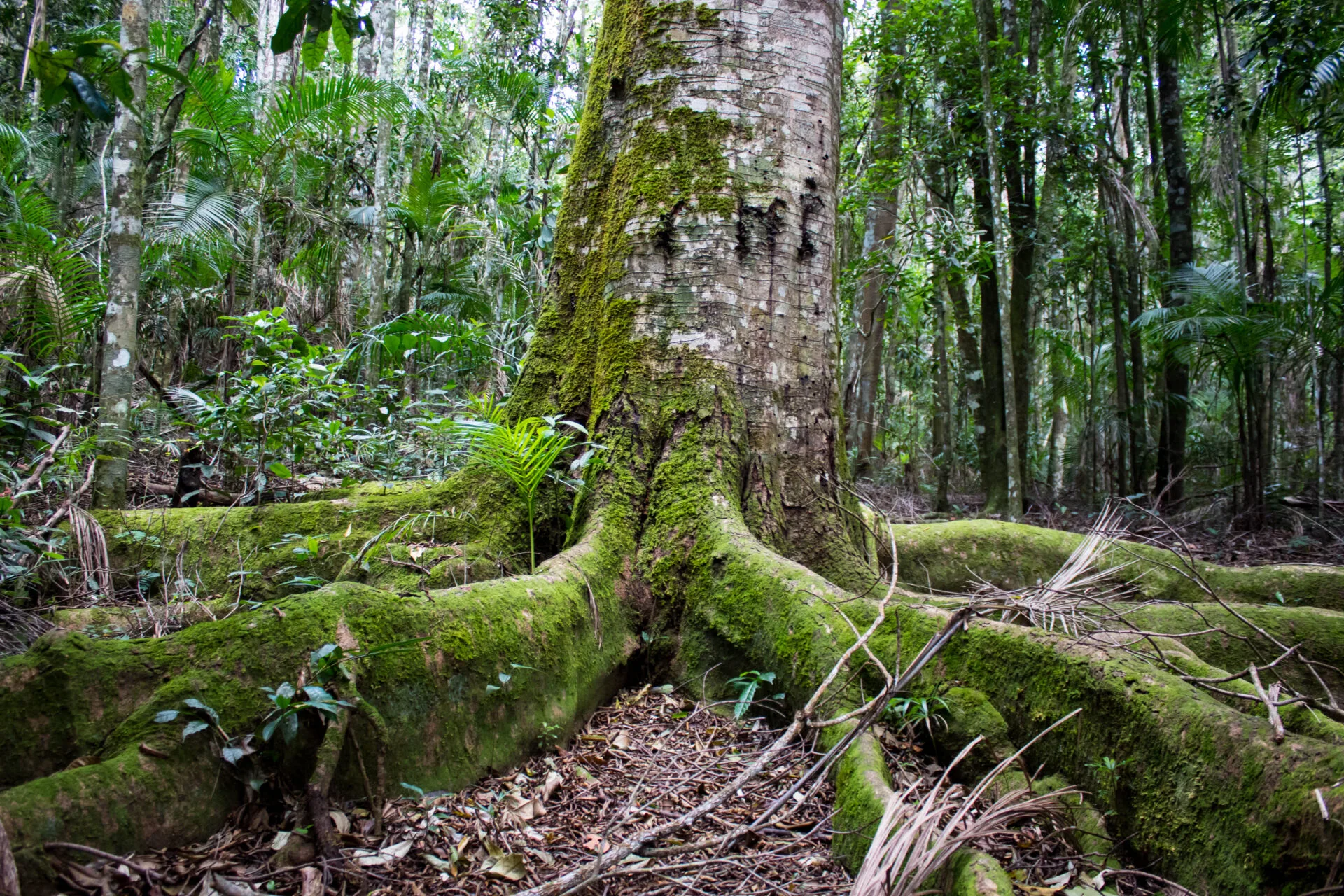 Meditação das Rosas Nível 2